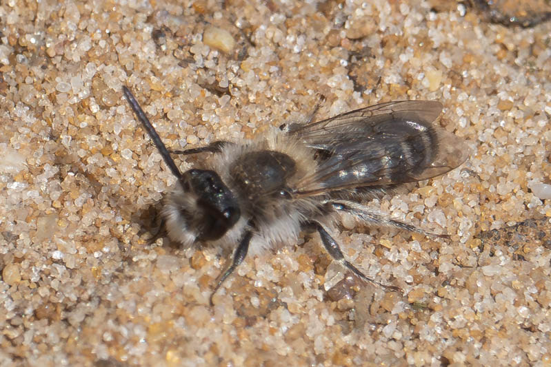 Andrena barbilabris.jpg